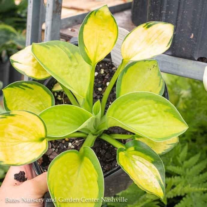 #1 Hosta x Rainforest Sunrise/ Chartreuse w/ Dark Green Margin