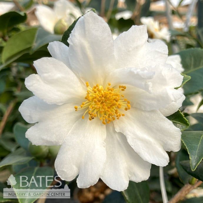 #3 Camellia x Winter&#39;s Cupid/ White - No Warranty