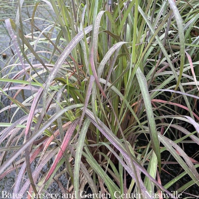 #1 Grass Andropogon ger Dancing Wind/ Big Bluestem Native (TN)