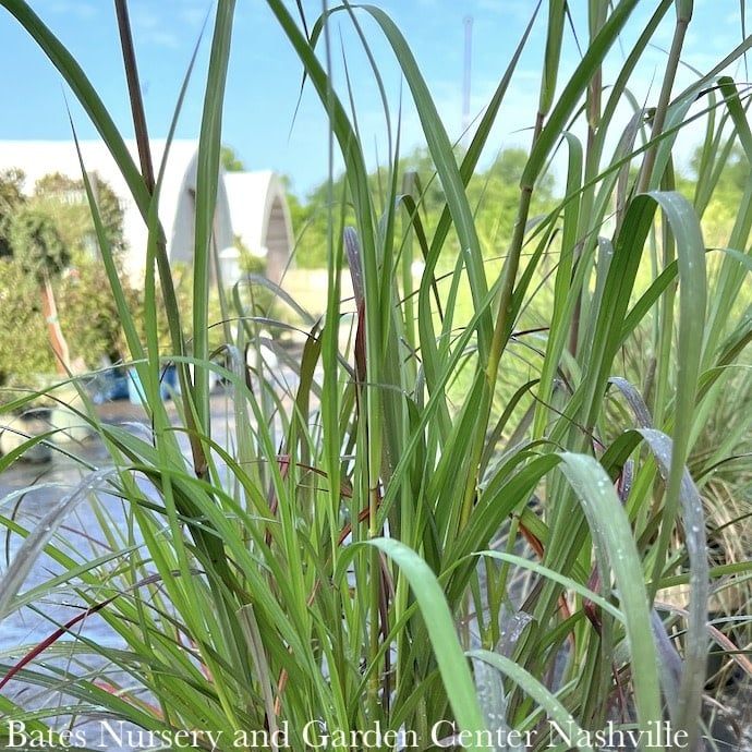 #1 Grass Andropogon ger Dancing Wind/ Big Bluestem Native (TN)