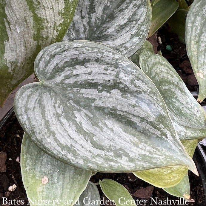6p! Philodendron Branditianum /Tropical