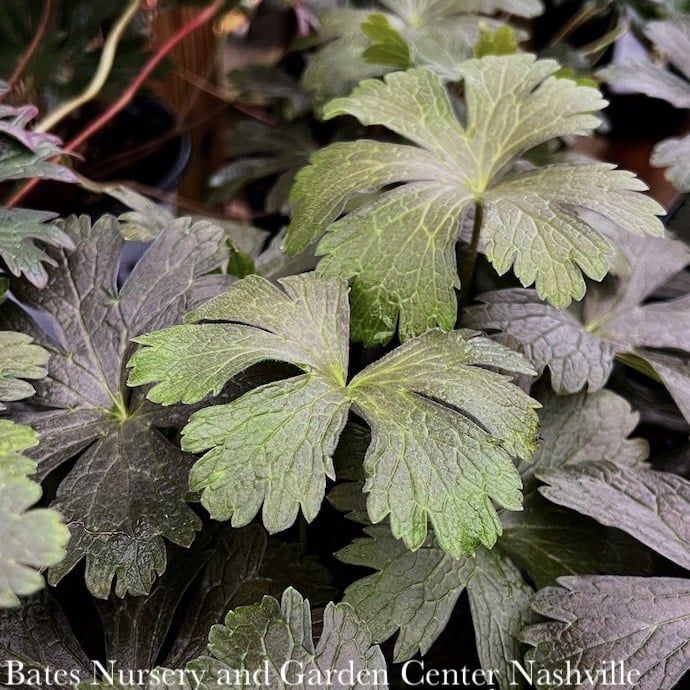 #1 Geranium macul Huggy Bear/ Dark Leaf Cranesbill Native (TN)