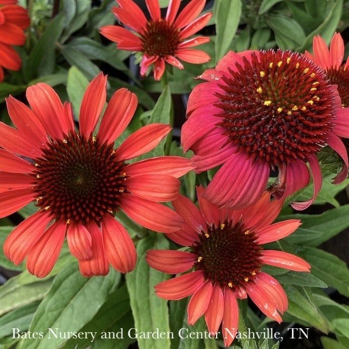 #1 Echinacea x Cheyenne Spirit/ Coneflower