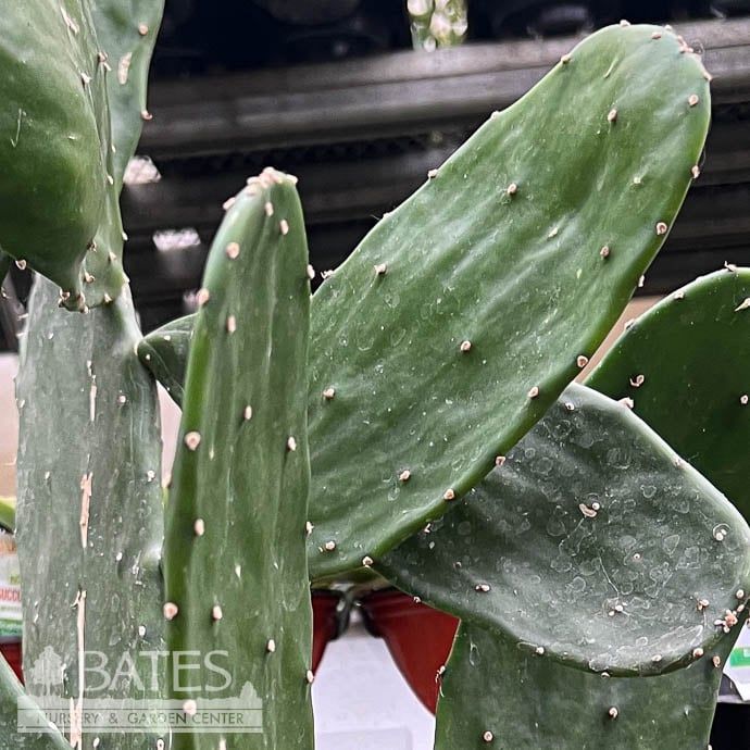 8p! Cactus Opuntia Nopal / Tropical - No Warranty