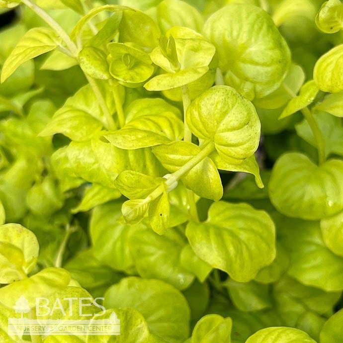 QP Lysimachia num Goldii/ Golden Creeping Jenny