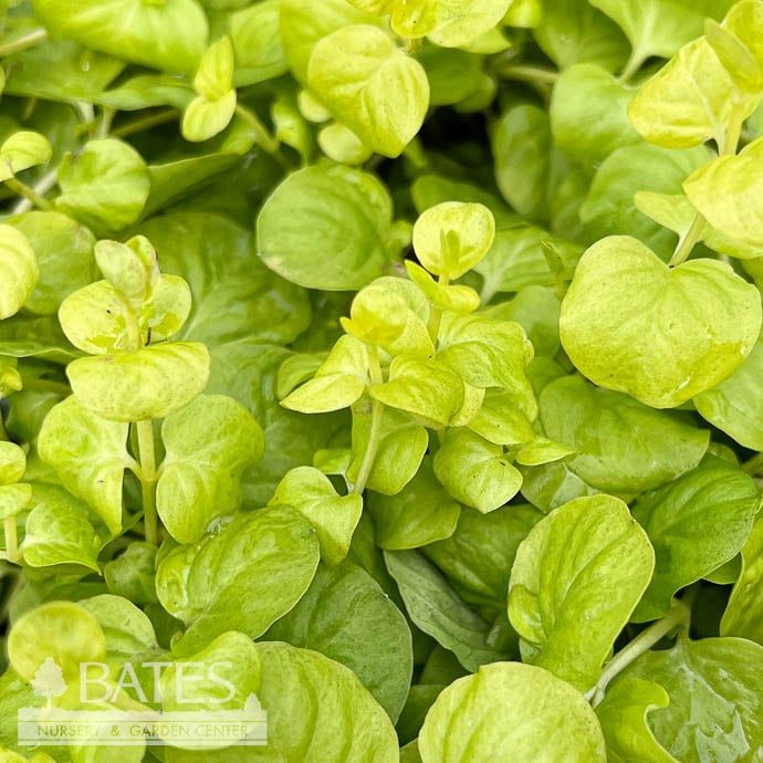 QP Lysimachia num Goldii/ Golden Creeping Jenny