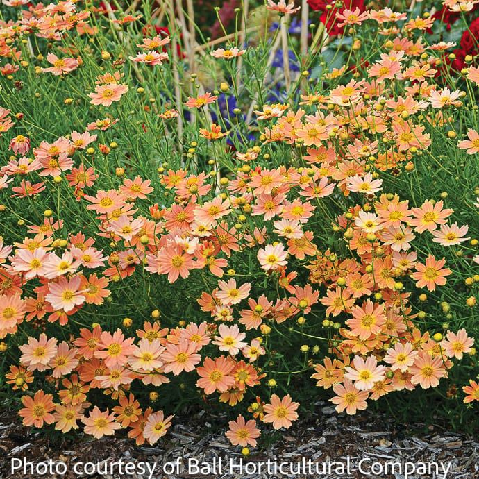 #1 Coreopsis vert Creme Caramel/ Peach Tickseed Native (TN)