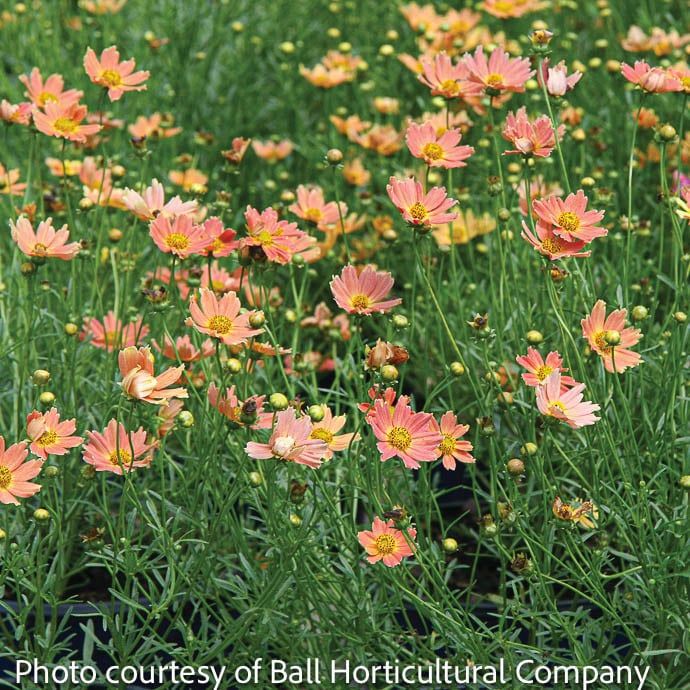 #1 Coreopsis vert Creme Caramel/ Peach Tickseed Native (TN)