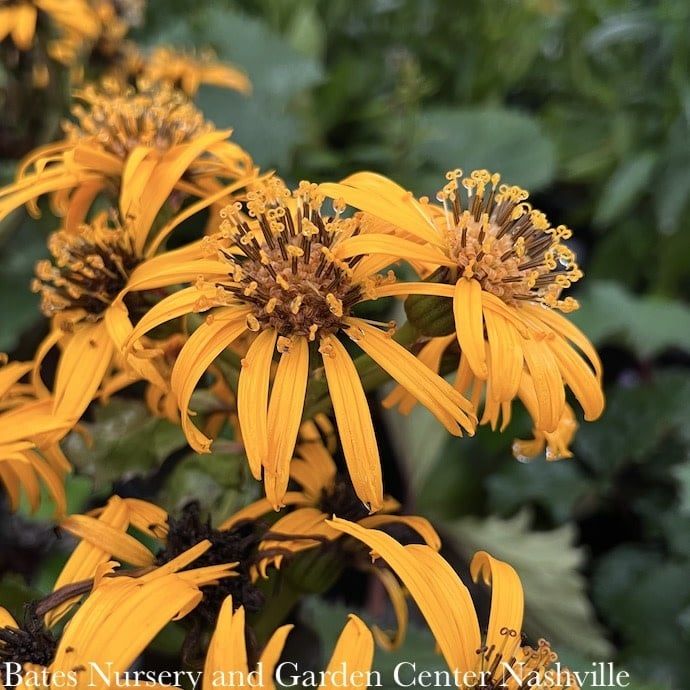 #1 Ligularia dentata Twilight/ Dark Bigleaf