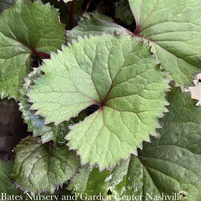 #1 Ligularia dentata Twilight/ Dark Bigleaf