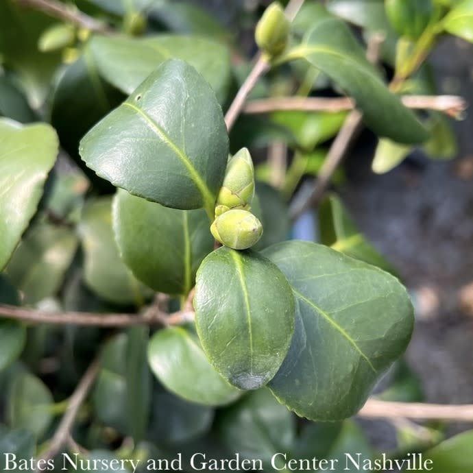 #3 Camellia japonica Korean Snow/ White - No Warranty