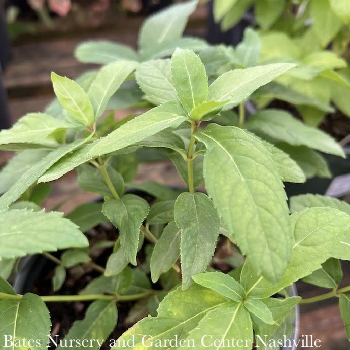 #1 Chelone glabra/ White Turtlehead Native (TN)