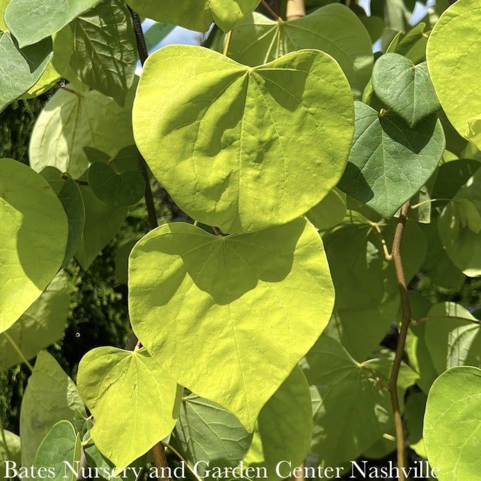 #5 Cercis can Golden Falls/ Gold Weeping Redbud Native (TN)