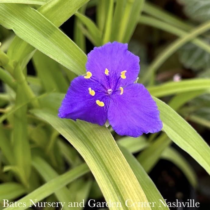 #1 Tradescantia x Lucky Charm/ Spiderwort