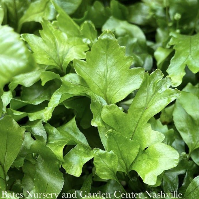 4p! Fern - Nicholas Diamond Fern /Tropical