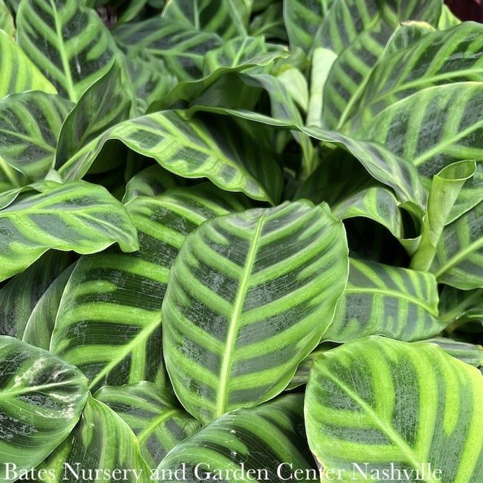 4p! Calathea Zebrina /Tropical