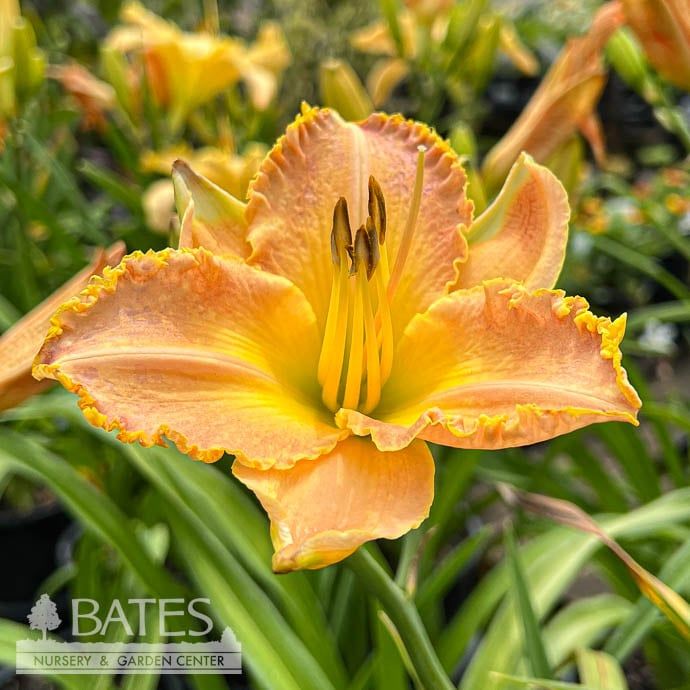 #1 Hemerocallis Jekyll Island/ Rose and Yellow Daylily