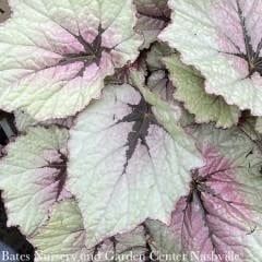 Annual #1 Begonia T-Rex &#39;First Blush&#39;/ Rex