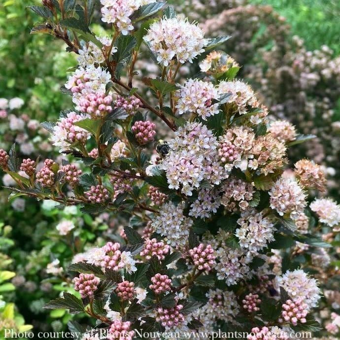 #2 Physocarpus opul Sweet Cherry Tea/ Ninebark Native (TN)