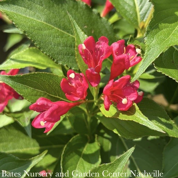 #2 Weigela x All Summer Red (Crimson Kisses)/ Repeat