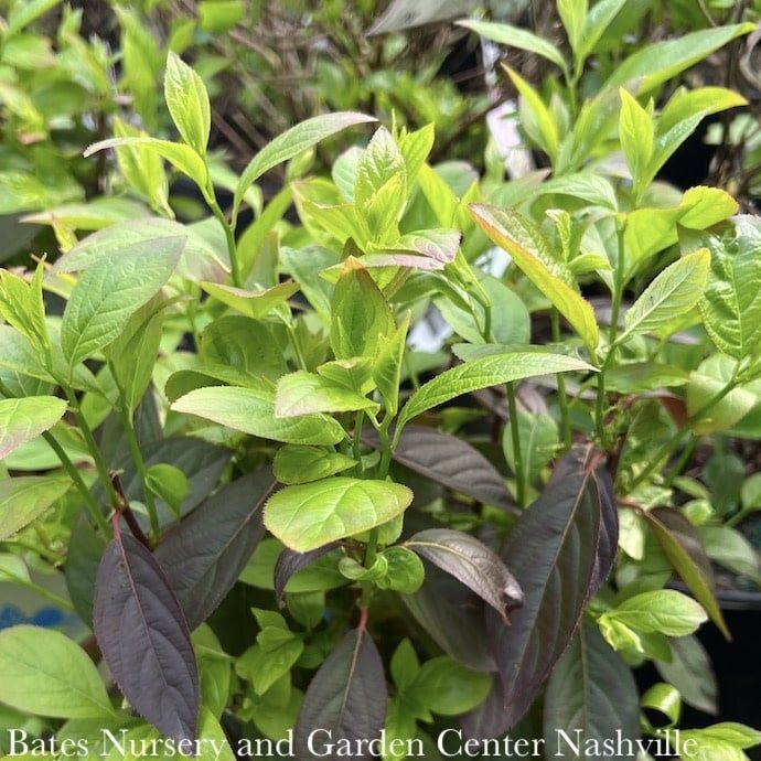 #7 Itea virginica AB Fountains of Rouge/ Virginia Sweetspire Native (TN)
