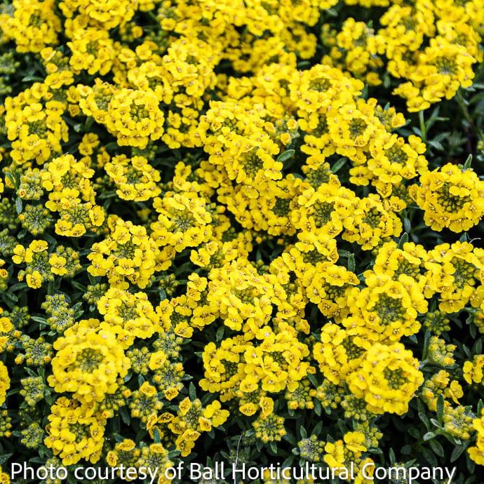 8P Alyssum wulf Golden Spring