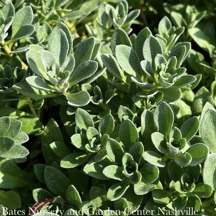 8P Alyssum wulf Golden Spring