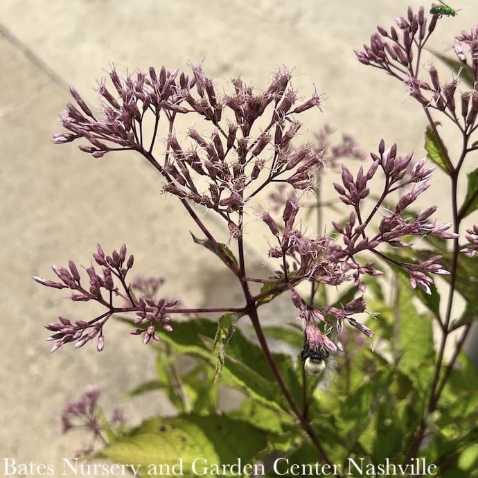 #2 Eutrochium (Eupatorium)  mac Gateway/ Joe Pye Weed Native (TN)