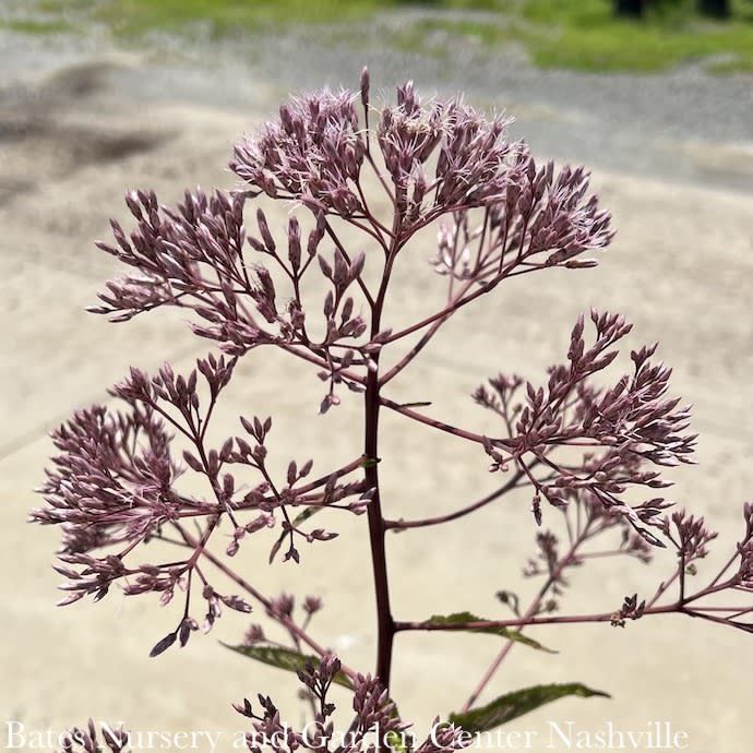 #2 Eutrochium (Eupatorium)  mac Gateway/ Joe Pye Weed Native (TN)