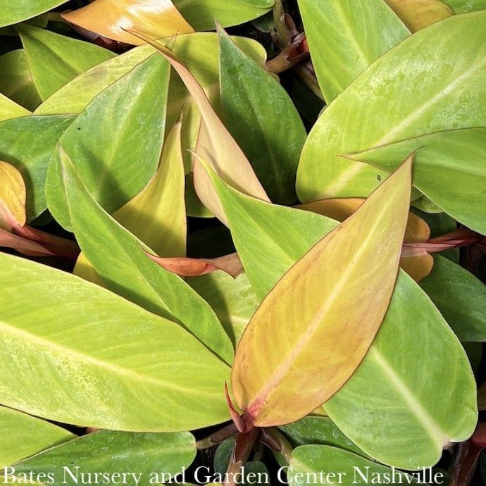4p! Philodendron Sun Red /Tropical