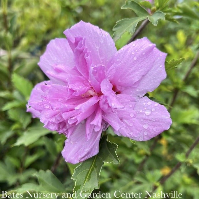#5 Hibiscus syr &#39;Bicolor&#39;/ Double Rose of Sharon/ Althea