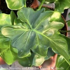 4p! Philodendron Super Atom /Tropical