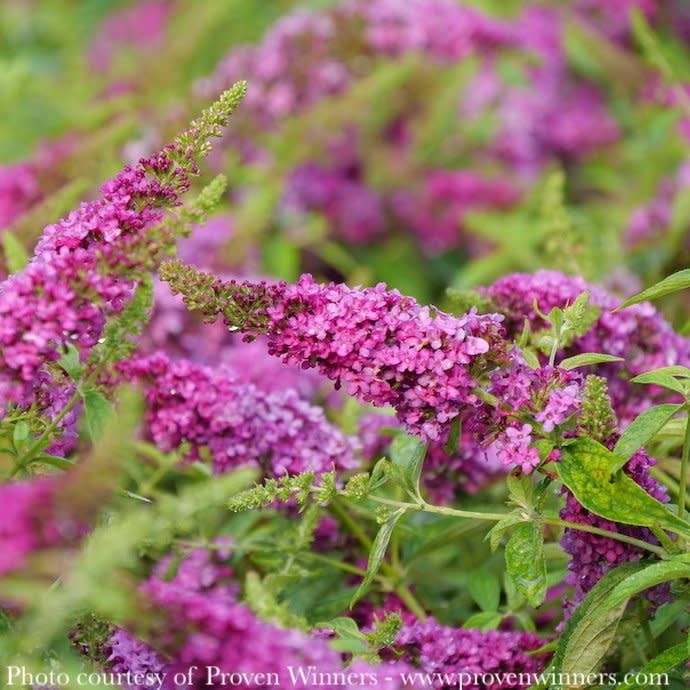 #2 Buddleia x PW Lo &amp; Behold Ruby Chip/ Dwarf Butterfly Bush