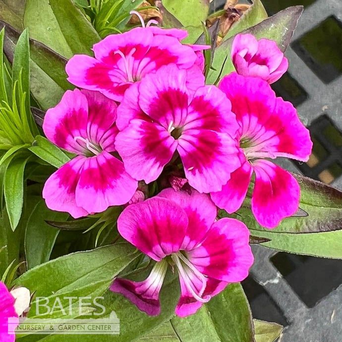#1 Dianthus barb Barbarini &#39;Purple Bicolor&#39;/ Dwarf Sweet William