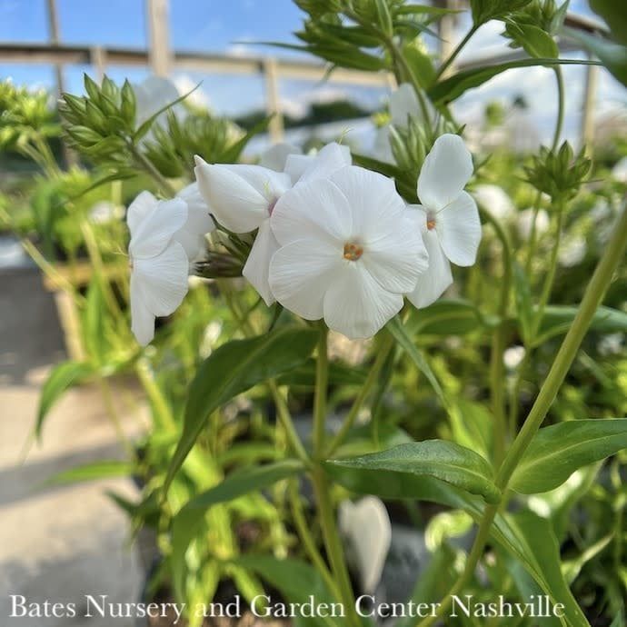 #1 Phlox x PW Opening Act White/ Dwarf Garden