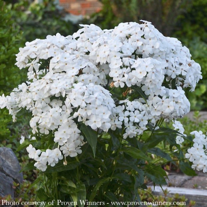 #1 Phlox x PW Opening Act White/ Dwarf Garden