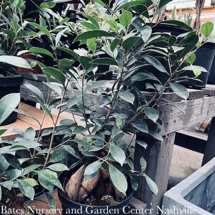 8p! Ficus Microcarpa Ginseng (Bonsai) /Tropical