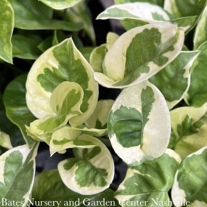 6p! Pothos Lemon Meringue /Devil&#39;s Ivy /Tropical