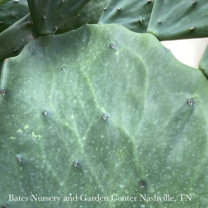 6p! Cactus Opuntia Gomei / Tropical