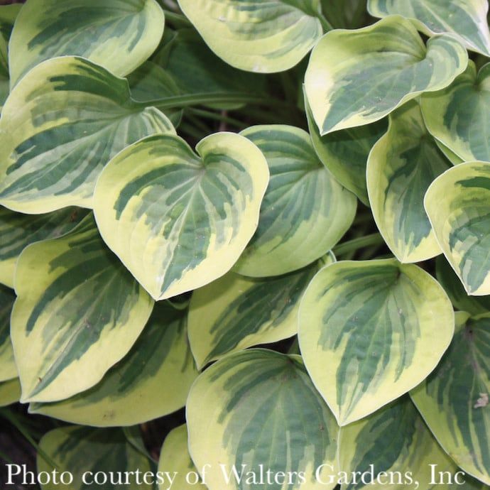QP Hosta Cameo/ Dwarf Green w/ Cream Margins