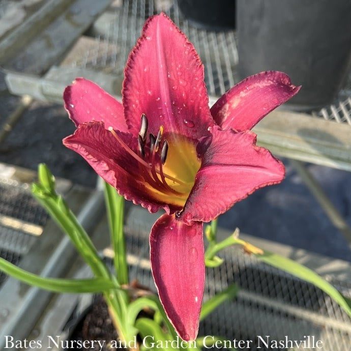 #1 Hemerocallis Summer Wine/ Purple Daylily