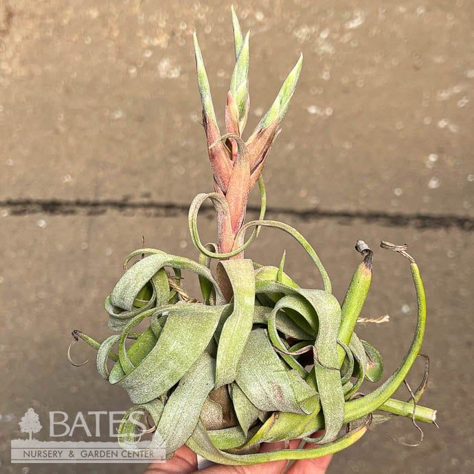 Tillandsia / Air Plant Large Asst each