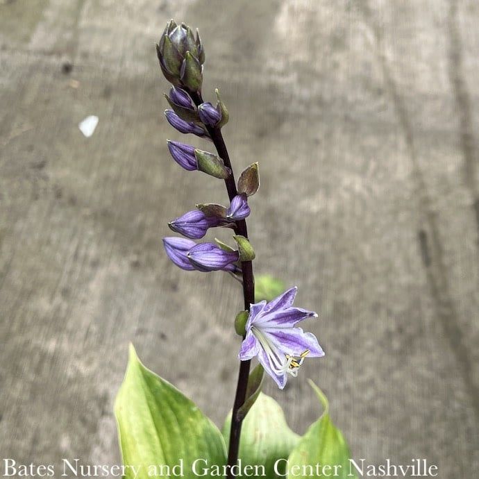 #1 Hosta Gooseberry Sundae/ Dark Green w/ Purple-Red Petiole