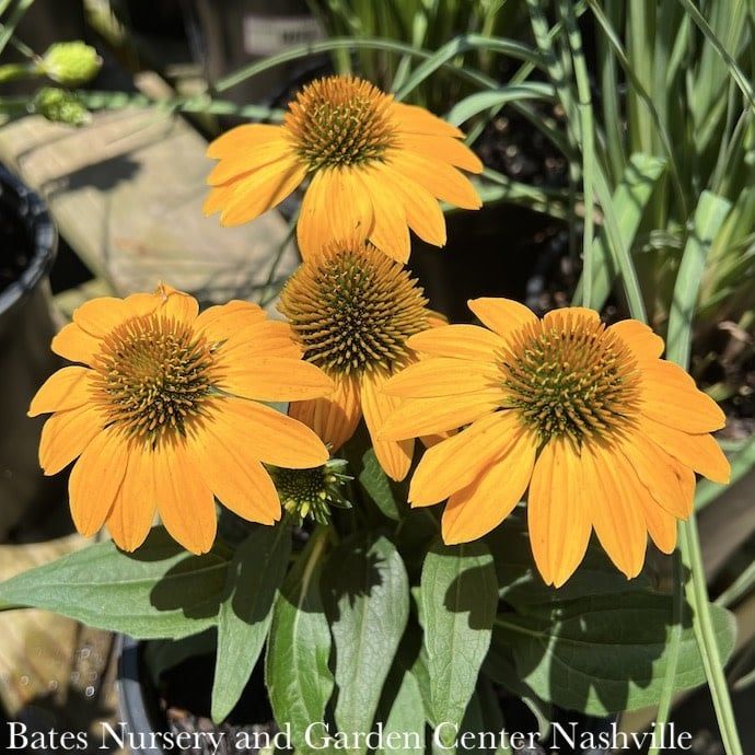 #1 Echinacea x Guatemala Gold/ Dwarf Coneflower