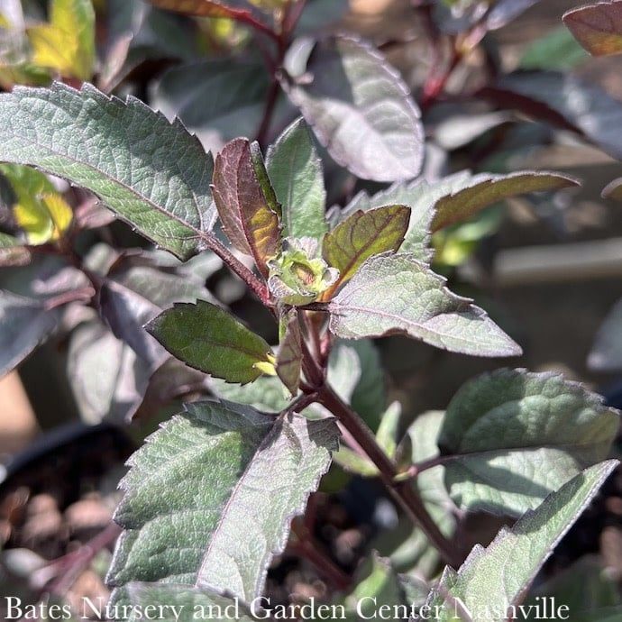 #1 Heliopsis heli var scabra Luna Roja/ False Sunflower Native (R)