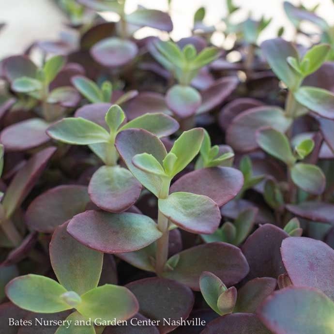 QP Sedum x SunSparkler &#39;Firecracker&#39;/ Stonecrop