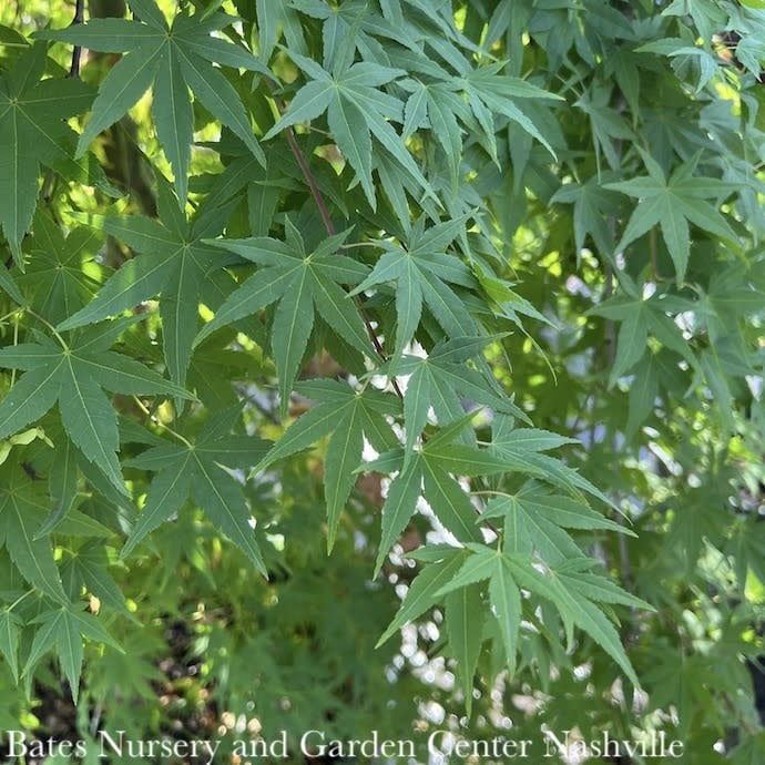 #2 Acer pal Ryusen/ Weeping Green Japanese Maple