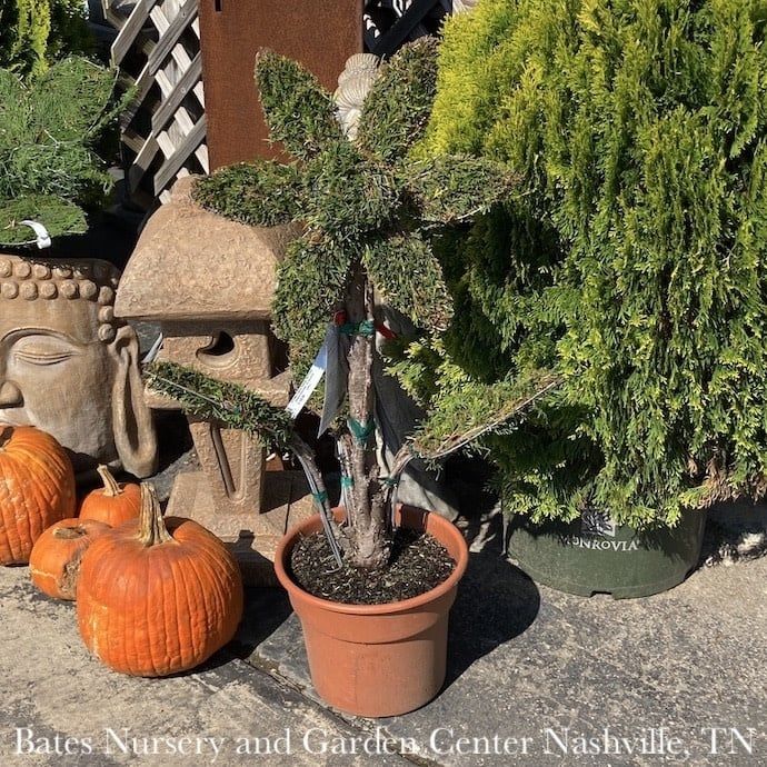 Topiary Mini Flower Shape #3 Thuja occ Smaragd &#39;Emerald Green&#39;/ Arborvitae - No Warranty