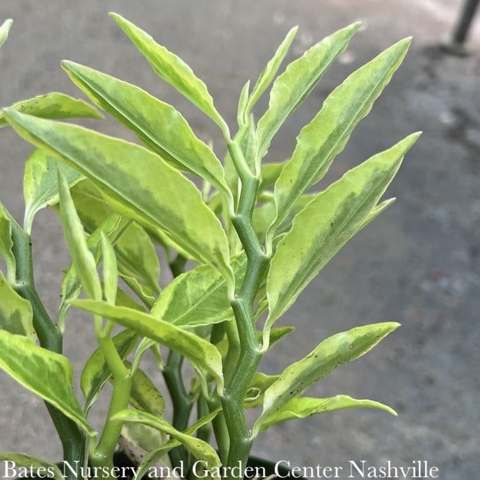 4p! Pedilanthus Devil&#39;s Backbone Variegated  Succulent /Tropical