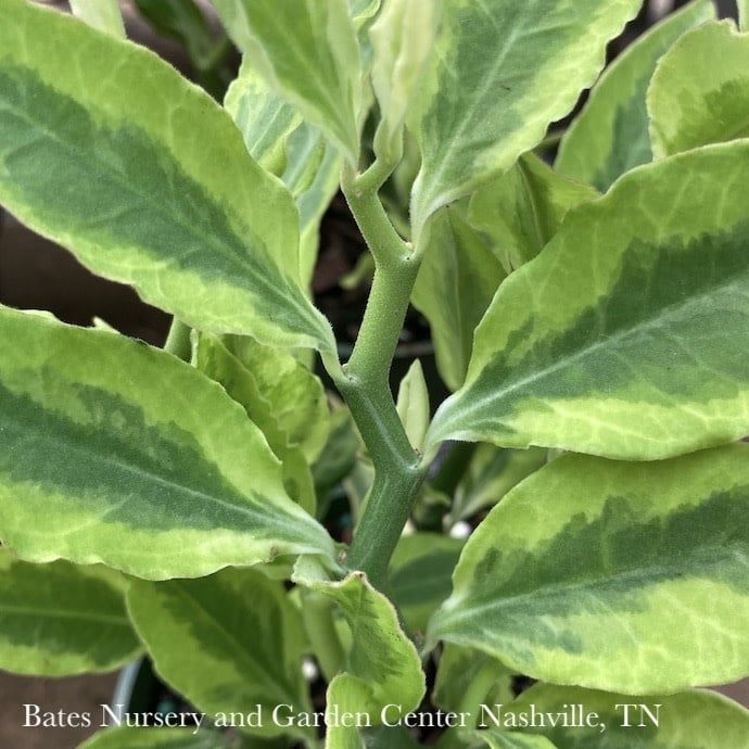4p! Pedilanthus Devil&#39;s Backbone Variegated  Succulent /Tropical